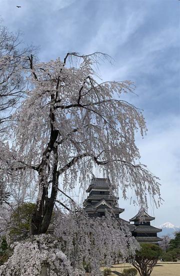 桜の季節・国宝松本城に行ってきました イメージ